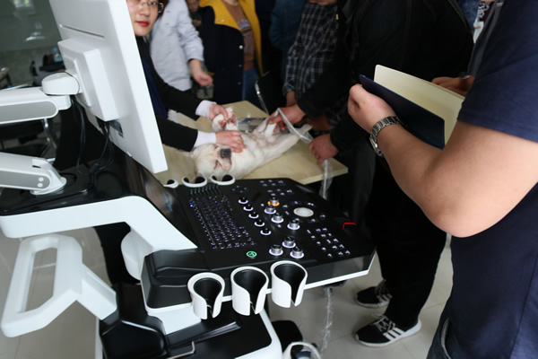 小法牛享受著大為醫(yī)療寵物彩超的檢查，一點(diǎn)排斥感都沒有?？梢姍C(jī)器對寵物的舒適度很合適。